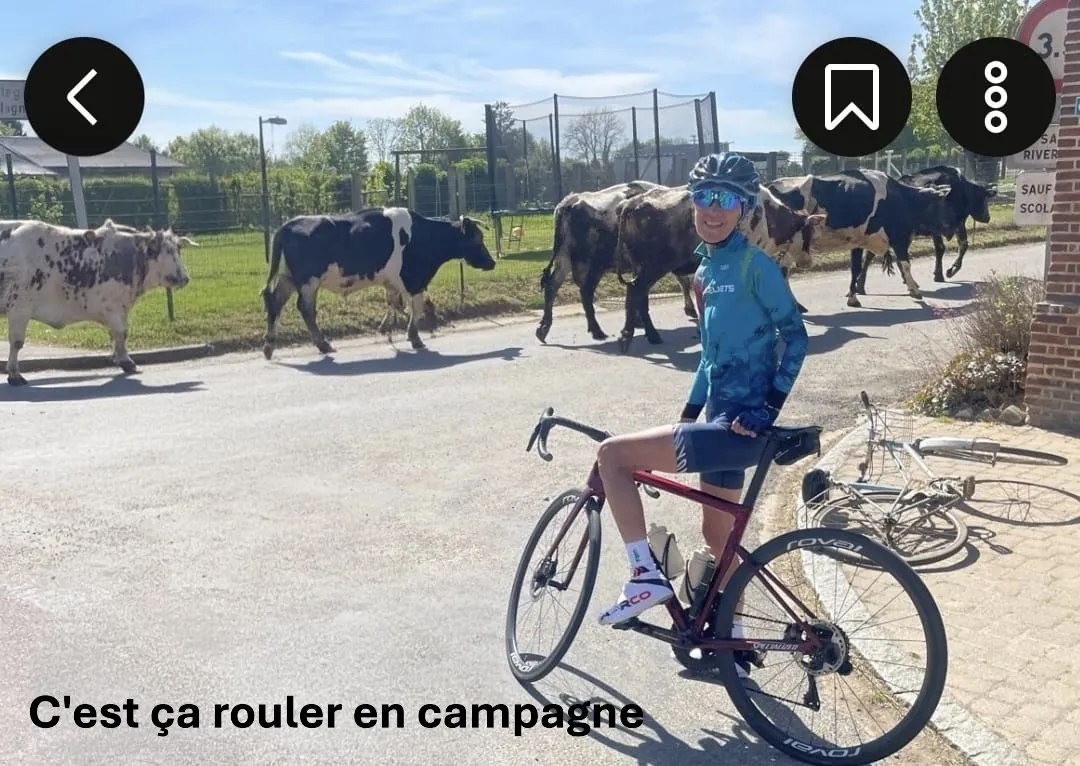 Cycliste du Picardo Normand 2026 croisant des vaches en pleine campagne picarde